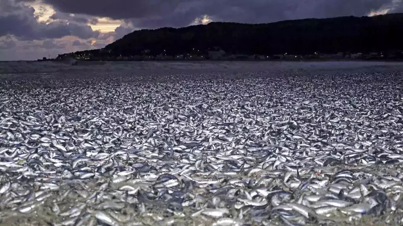 الغموض يحيط بالأسماك الميتة: بدء الاستجابة العاجلة لحادث شاطئ الشويخ