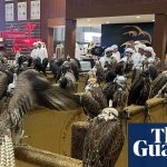 كيف يؤدي الطلب على صقور النخبة في الشرق الأوسط إلى زيادة التجارة غير المشروعة بالطيور البريطانية | الطيور